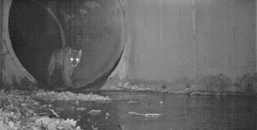 Photograph of p22 mountain lion by Steve Winter
